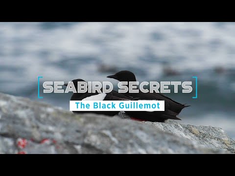 Seabird Secrets | Episode 1: The Black Guillemot