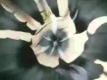 InuYasha Adult Swim Commercial Demon Promo