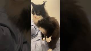 Download lagu Cat's reaction to its owner. #trending #shorts #shortsfeed #shortsviral #shortvideo #cat #pets #fyp mp3