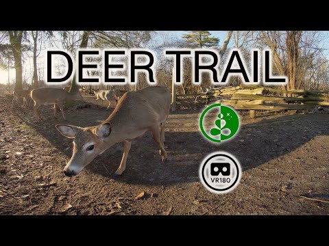 DEER TRAIL | VR180 | 8K | Nature Experience