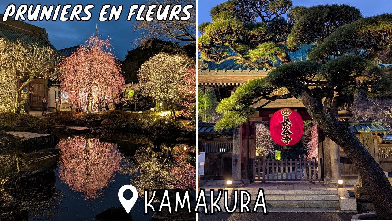 Balade détente à Kamakura pour voir les fleurs de pruniers - février 2026 🇯🇵