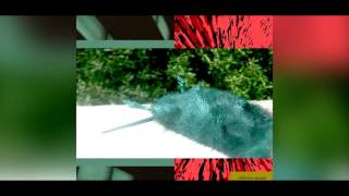 LIL UGLY MANE - PERSISTENCE