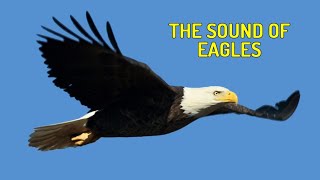 Download lagu Suara Burung Elang di Angkasa (Sound of Eagles) Asli dari Alam mp3