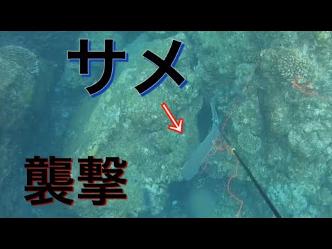 【衝撃】魚突きしてたらサメに襲われました…【解説実況付き】≪小笠原諸島≫【シャークアタック】