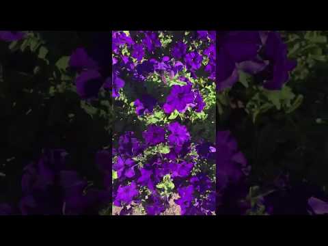 Видео о Петуния Азерра F1 от Партнер