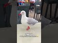 Seagull With Cheetos Legs You Have To See This
