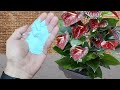 INCREDIBLE It Makes Your Plants Burst Into Flowers All Year Round