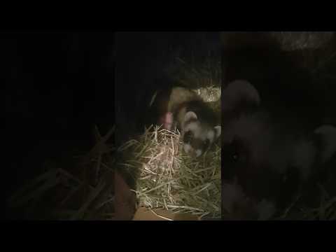 , title : 'My pet ferret Amy giveing birth 16/05/2020 #shorts'