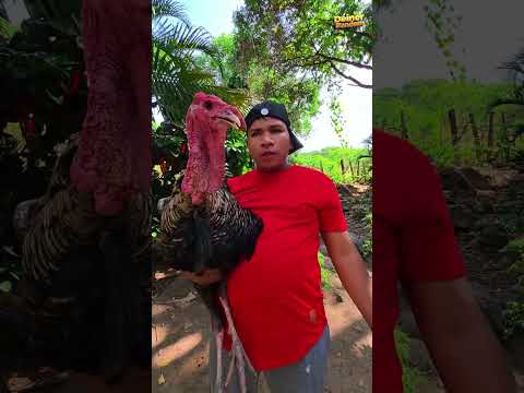 That's not a rooster #shorts #comedy #humor