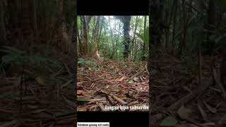 Download lagu mikat burung teledekan gunung asli jawa barat mp3 Download lagu mikat burung teledekan gunung asli jawa barat mp3