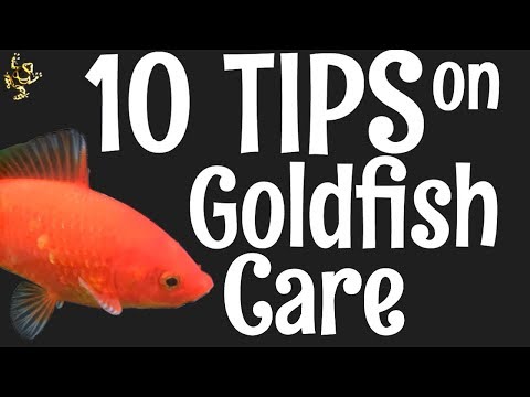 Goldfish Care: 10 Things You Should Know