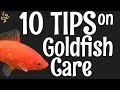 Goldfish Care 10 Things You Should Know