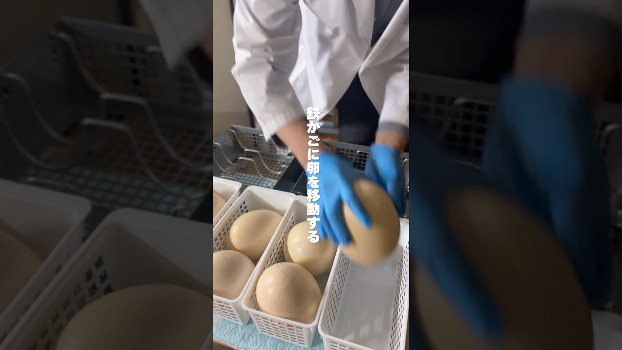 2026年もダチョウの卵、温め始めました！【美里オーストリッチファーム】#shorts