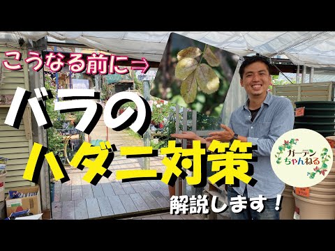 イバラを破壊するにはどうすればよいですか？イバラに対して塩をかけるのは「はい」ですか、「いいえ」ですか？永続的な結果を得るには何に賭けるべきでしょうか?  庭園