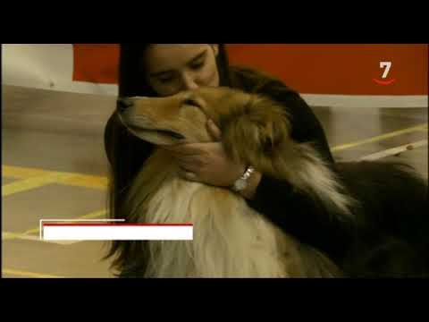 Thay, el perro más guapo de Soria