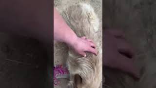 Download lagu Fifi  🥰 in het asiel, mei 2023 mp3