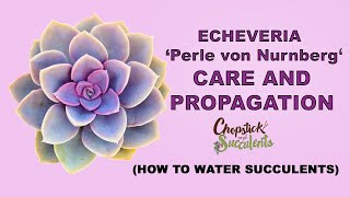 Echeveria ‘Perle Von Nurnberg’ CARE and PROPAGATION ( How to Water Your Succulents)