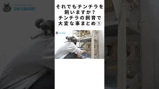 それでもチンチラを飼いますか？チンチラの飼育で大変な事まとめ① #Shorts
