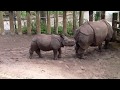 Poop Happens Rhino Gets Explosive Diarrhea