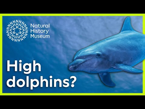 Do dolphins get high on pufferfish? | Surprising Science