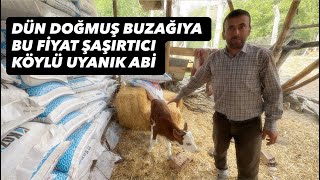 BUZAĞI ALMAYA GİTTİM PAZARLIK ŞAŞIRTICI OLDU KESENİN AĞZINI AÇTIM 