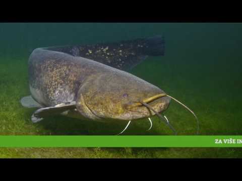 Reč struke ep. 93 06.07.2017.