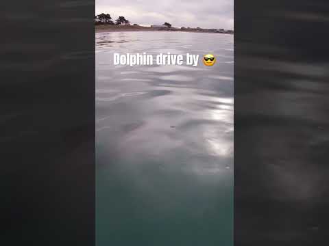Dolphin does a drive by checking out a surf ski