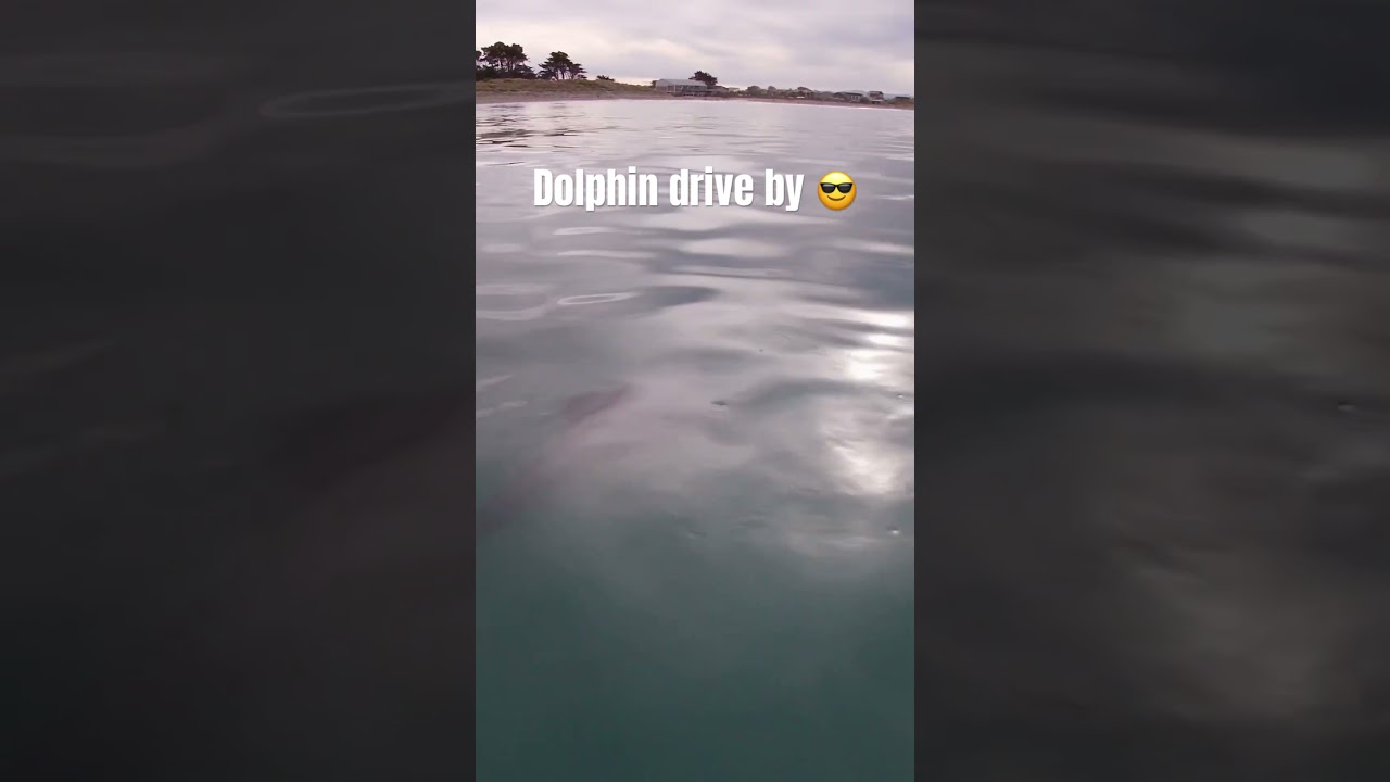 Dolphin does a drive by checking out a surf ski