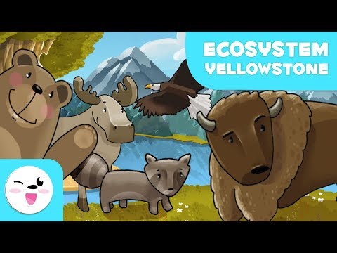 Yellowstone National Park Wildlife - Learning Ecosystems for kids