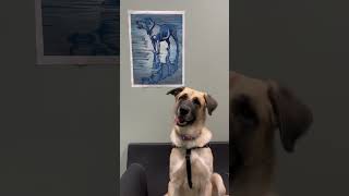 Video preview image #1 Anatolian Shepherd-Unknown Mix Puppy For Sale in Skokie, IL, USA