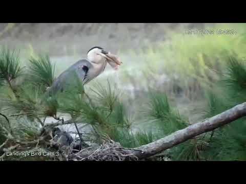 Great Blue Heron Reclaims Skate/Stingray From Nest During Feeding – Aug. 1, 2022
