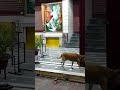 PAN INDIA144 APNA UP3450 GRACE OF BABA UP7 Sai Mandir Darshan SHRADHA SABURI Indira Nagar