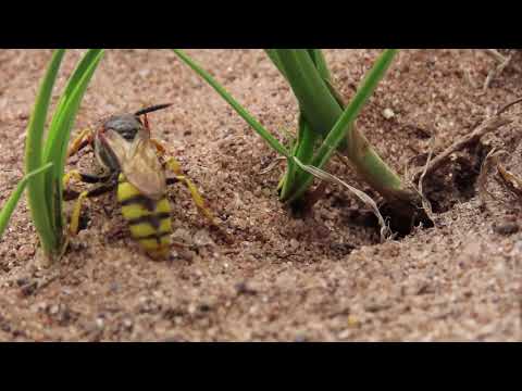 Bee-wolf Philanthus triangulum taking honeybee to her nest