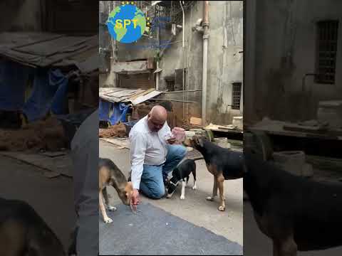 Feeding Stray Dogs & Cats  | Building a Shelter Home | Sarwar Peace Trust