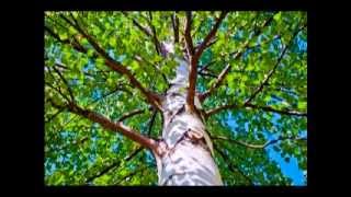 Katajainen kansa - Kuin oksat vihannoivat