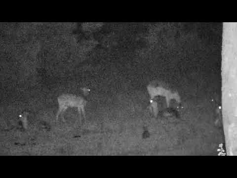 Djuma: Impalas bedded down for the night along with 2 Scrub Hares - 02:41 - 07/02/18