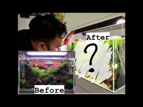 MINOR RESCAPE AN OVERGROWN 60P JUNGLE STYLE AQUASCAPE