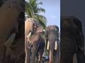 ചേട്ടനും അനിയനും Thechikottukavu Elephant Ramachandran Aanakotta Thris