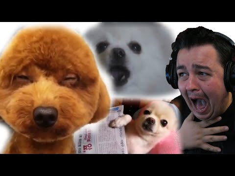 Try Not To Laugh #2