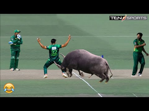 Top 10 Funny Animal Attacks in Cricket History Of All Times
