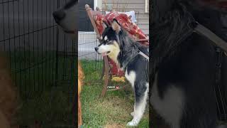 my husky’s best moments caught on camera #husky #huskies #dogvideos