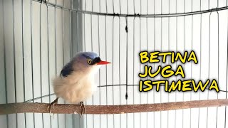 Download lagu RAMBATAN PARUH MERAH BETINA GACOR‼️Bikin jantan langsung tegang mp3