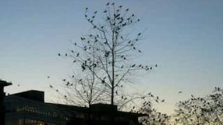 preview picture of video 'Crows in Burnaby'