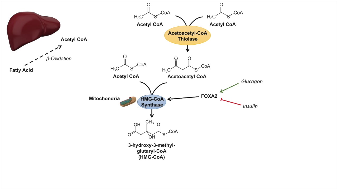 Ketone Body Synthesis | Ketogenesis | Formation Pathway and Regulation