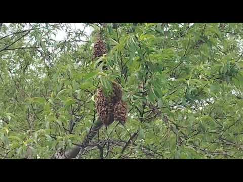 Two Honey Bee Nests Found at Commercial...