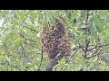 Two Honey Bee Nests Found at Commercial Property in Edison, NJ