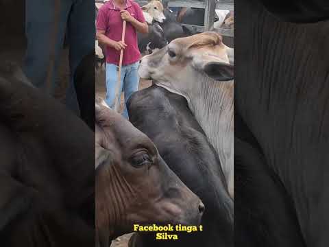 feira do Gado em canafístula de Frei Damião palmeira dos índios Alagoas