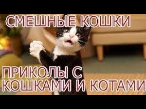 Смешные котики! Подборка приколов с котами 2019