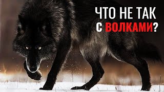 11 минут, которые ПЕРЕВЕРНУТ ваше представление о ВОЛКАХ