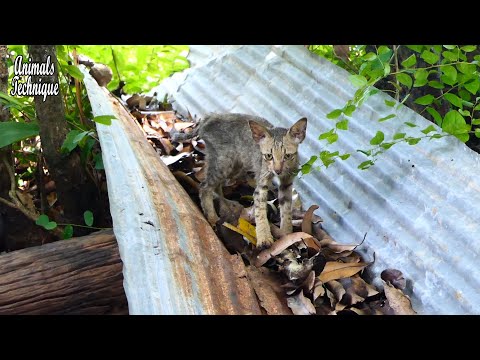Poor abandoned skinny cat is crying meow meow for help but people always ignore her